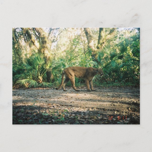 Florida panter i skog vykort (Framsida)