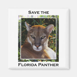 Florida panter magnet