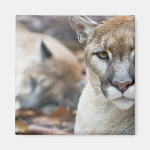 Florida panter magnet