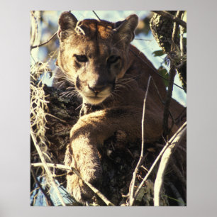 Florida panter poster