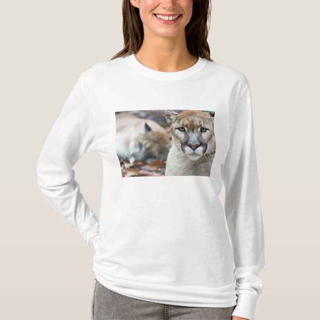 Florida panter tee shirt (Framsida)