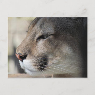 Florida panter vykort