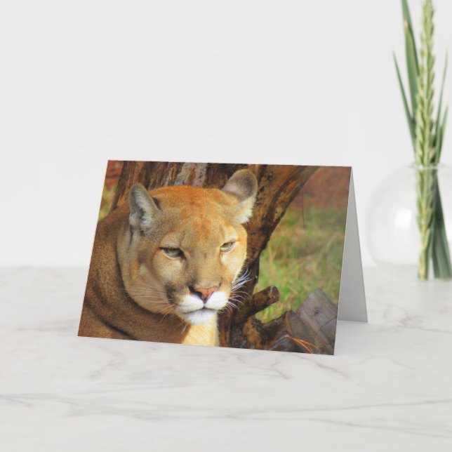 Florida Panther/Cougar Greeting Card Kort (Framsida)