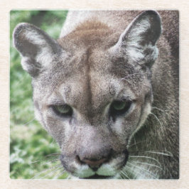 FLORIDA PANTHER-DRINK COASTERS