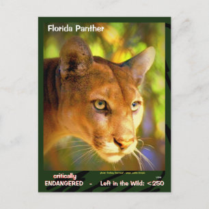 Florida Panther, ett utrotningshotat djur — Vykort