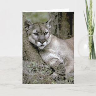 Florida panther, Felis concolor coryi Kort