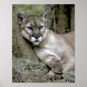 Florida panther, Felis concolor coryi Poster
