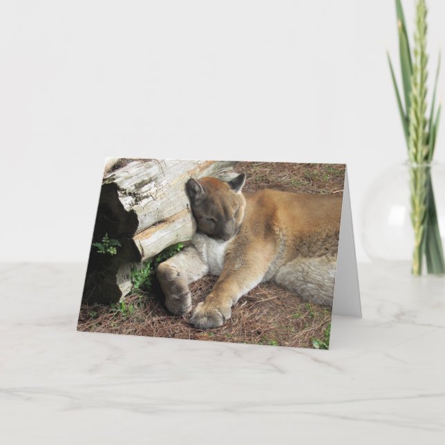 Florida Panther Greeting Card Kort (Framsida)