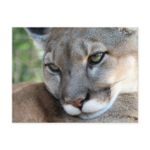 Florida Panther - Learning Postcard
