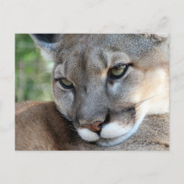 Florida Panther - Learning Postcard Vykort