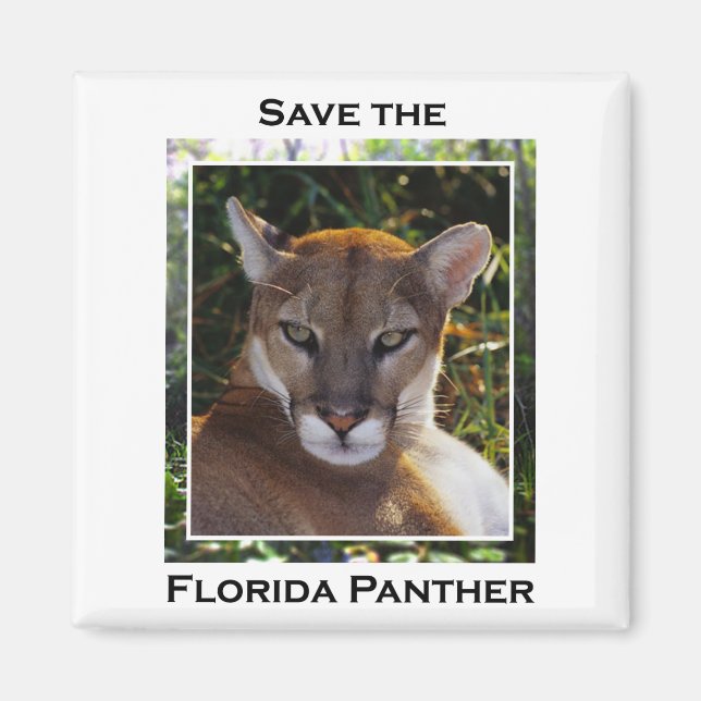 Florida Panther Magnet (Framsidan)