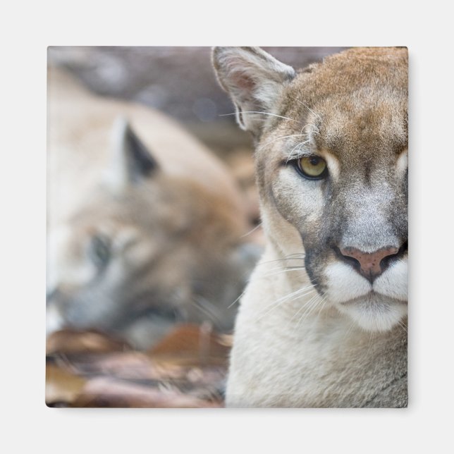 Florida Panther Magnet (Framsidan)