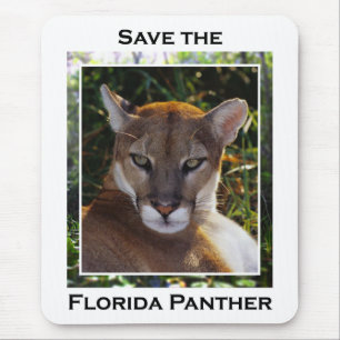 Florida Panther Musmatta