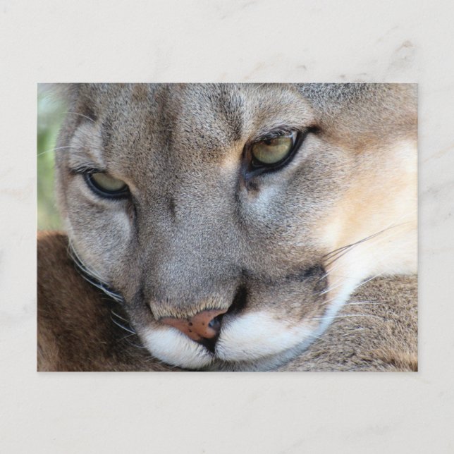 Florida Panther Postcard (4071) Vykort (Framsida)