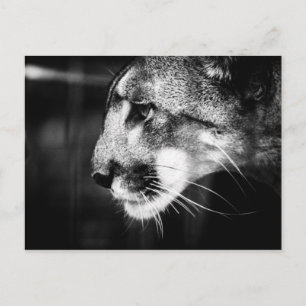 Florida Panther Postcard Vykort