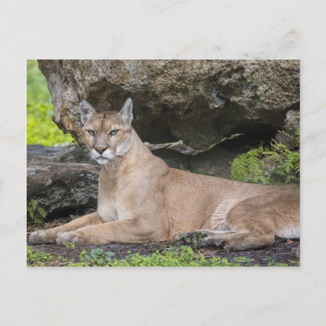 Florida Panther Postcard Vykort (Framsida)