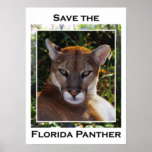 Florida Panther Poster (Framsidan)