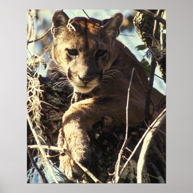 Florida Panther Poster (Framsidan)