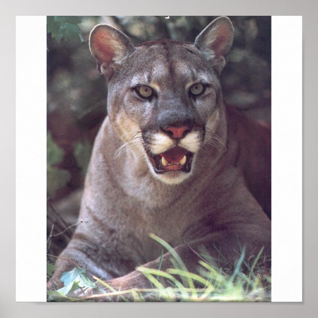 Florida Panther Poster (Framsidan)