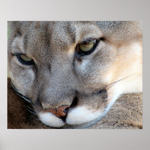 Florida Panther Poster (4071)