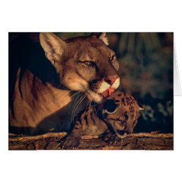 Florida Panther Slickande Unge OBS Kort