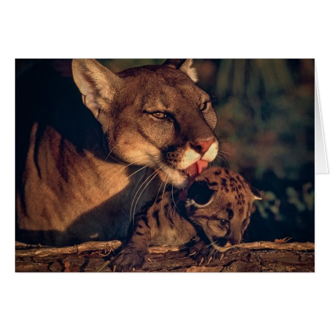 Florida Panther Slickande Unge OBS Kort (Framsidan Horizontal)