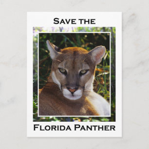 Florida Panther Vykort