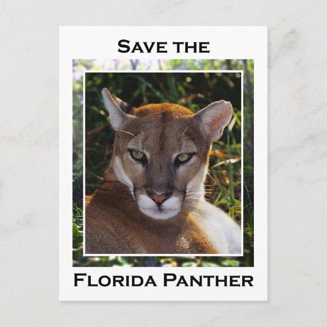 Florida Panther Vykort (Framsida)