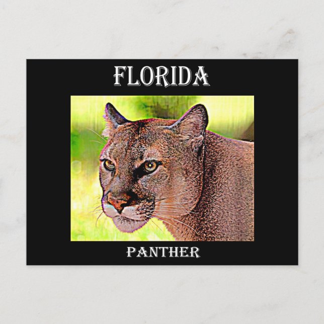 Florida Panther Vykort (Framsida)