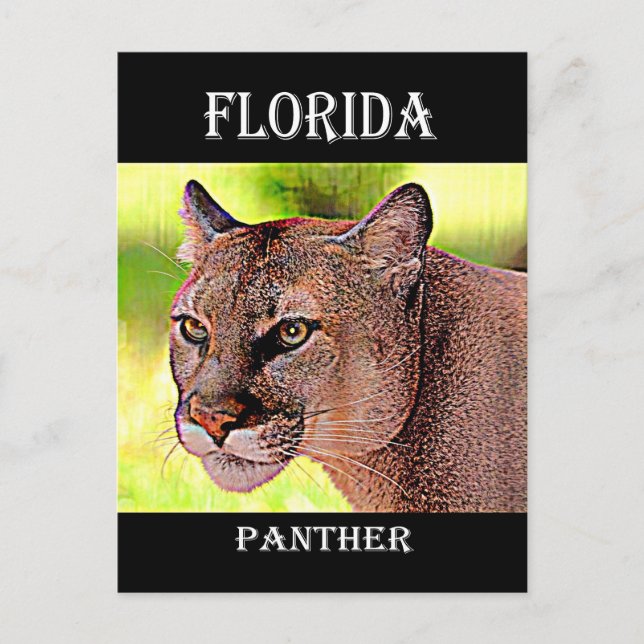 Florida Panther Vykort (Framsida)
