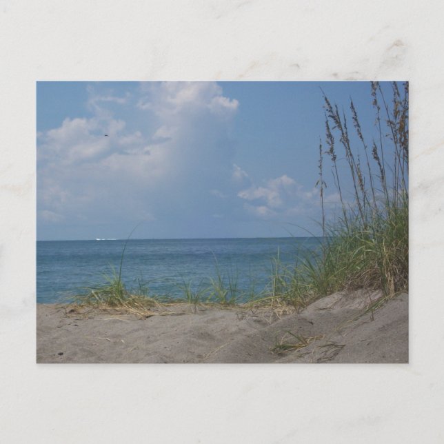 Florida Paradise Postcard Vykort (Framsida)