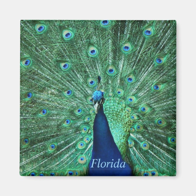 Florida Peacock Magnet Square (Framsidan)
