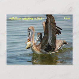 Florida Pelican fångar fisk Postcard Vykort