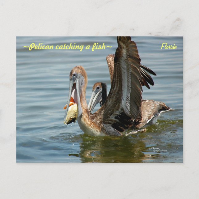 Florida Pelican fångar fisk Postcard Vykort (Framsida)