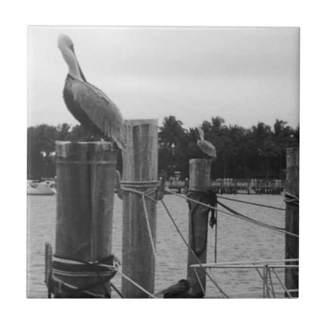 Florida, Pelican på båtpanelen Kakelplatta (Framsidan)