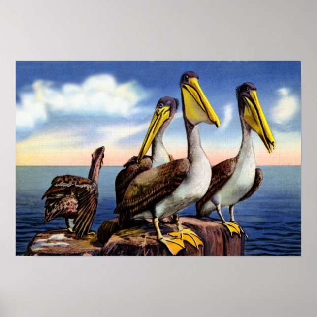 Florida Pelicans Sitta om en Wood Pilings Poster (Framsidan)