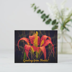 Florida Pine Lily vykort