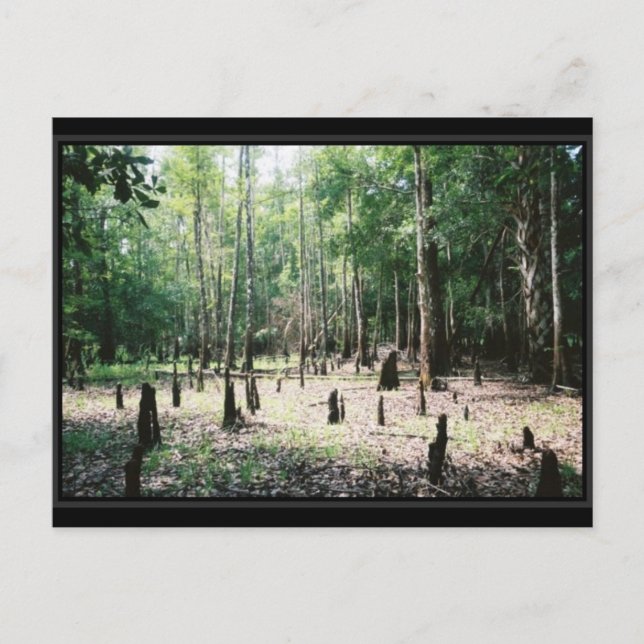 Florida Postcard Vykort (Framsida)