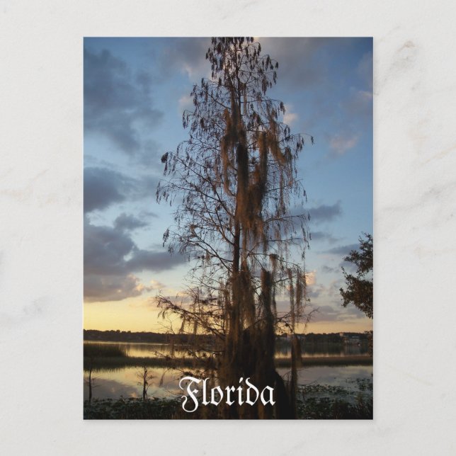 Florida Postcard Vykort (Framsida)