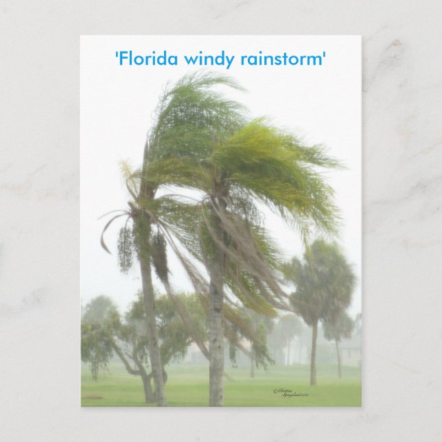 Florida Rainstorm Handflatan träd vykort (Framsida)