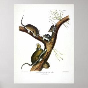 Florida Råtta (Östra Woodrat) från Audubon Poster