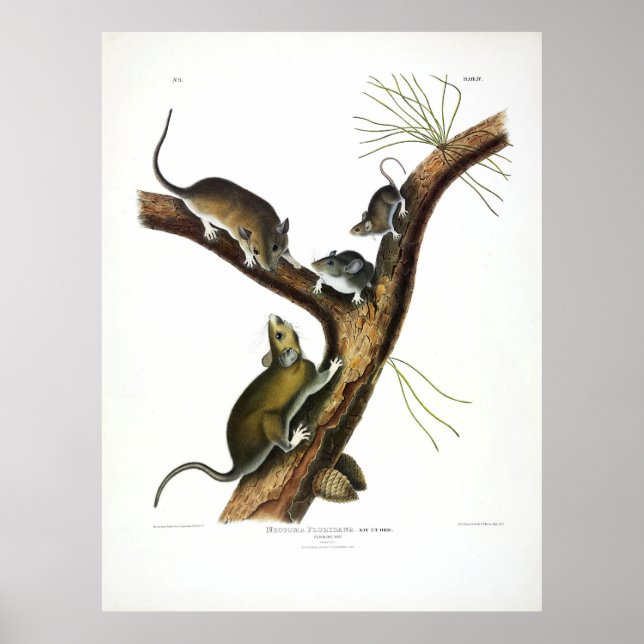 Florida Råtta (Östra Woodrat) från Audubon Poster (Framsidan)