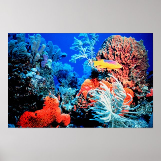 Florida Reef Poster (Framsidan)