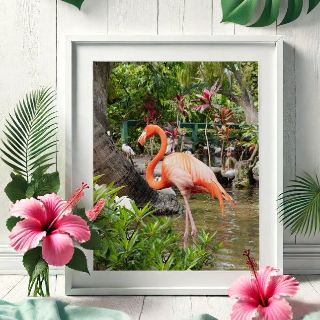 Florida Resebilder Fotografering Affischer (Tropical gifts pink flamingo photography by Victoria Grigaliunas Bonita Springs Wonder Gardens)
