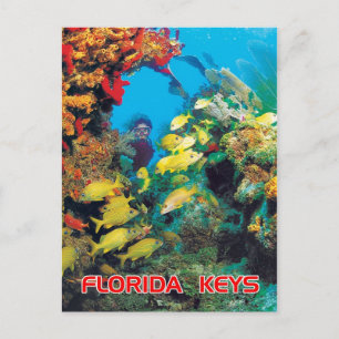 Florida-revet i Florida Nycklar Vykort