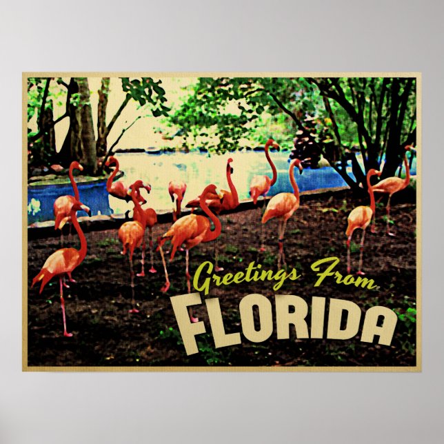 Florida Rosa Flamingos Poster (Framsidan)