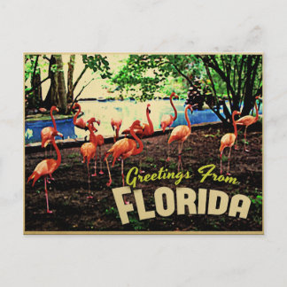 Florida Rosa Flamingos Vykort