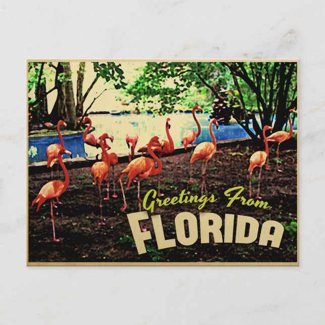 Florida Rosa Flamingos Vykort (Framsida)