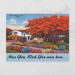 Florida, Royalet Poinciana Träd Vykort