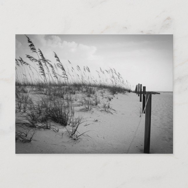 Florida Sand Dunes Vykort (Framsida)